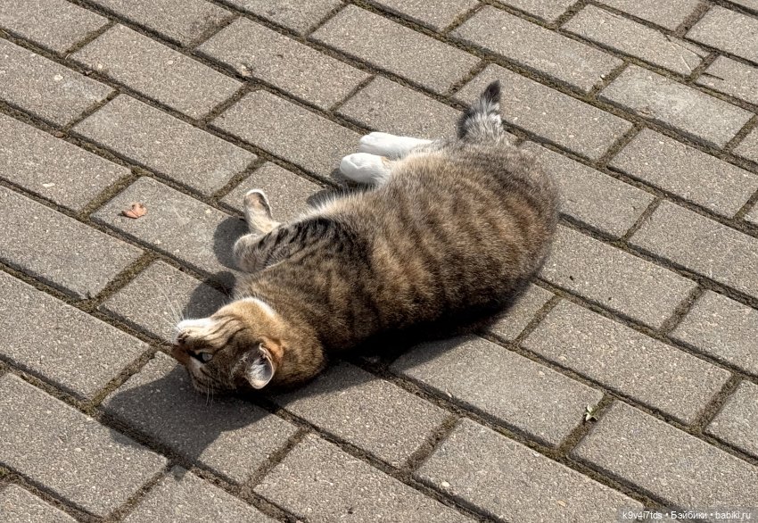 Путешествие Хироно и его друзей на Оршу