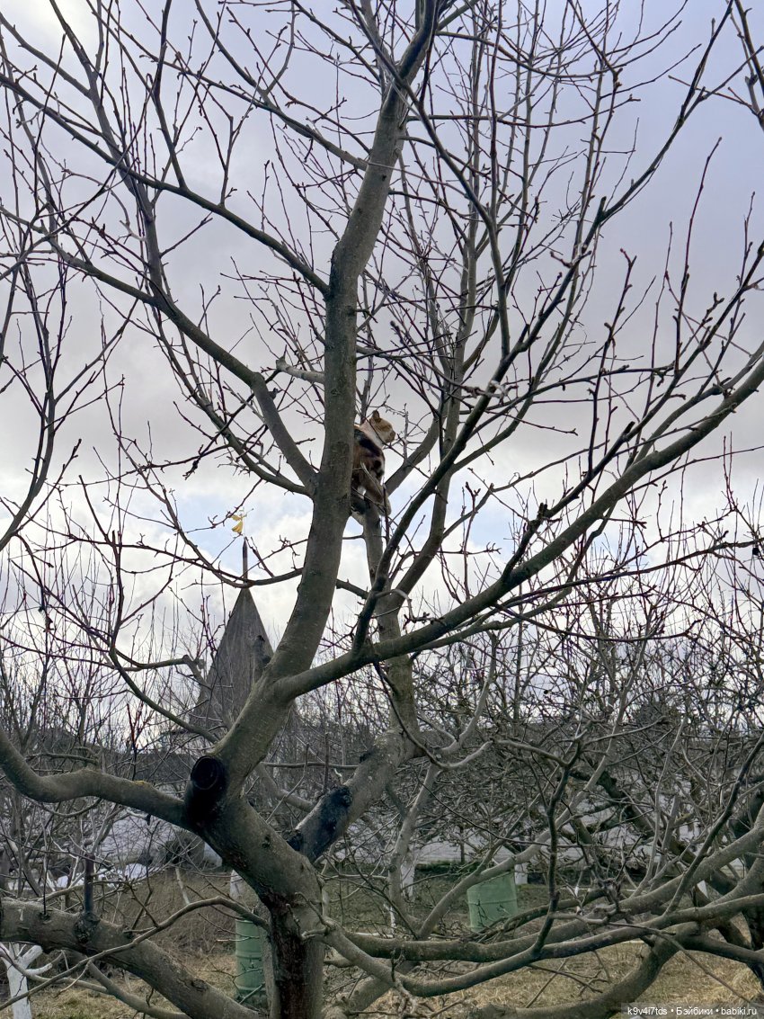 Путешествие Хироно и его друзей на Оршу