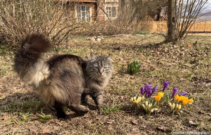 Путешествие Хироно и его друзей на Оршу