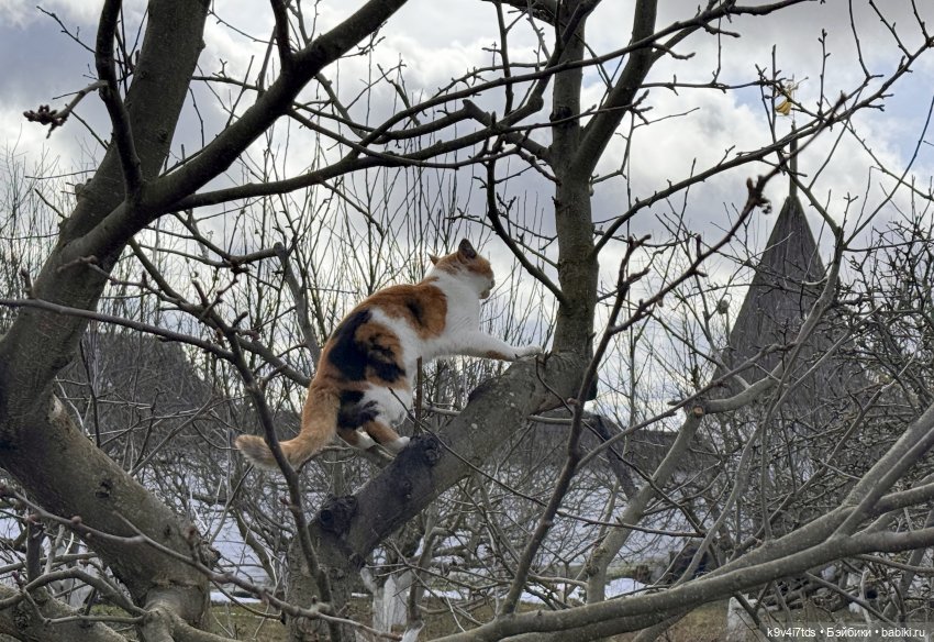 Путешествие Хироно и его друзей на Оршу