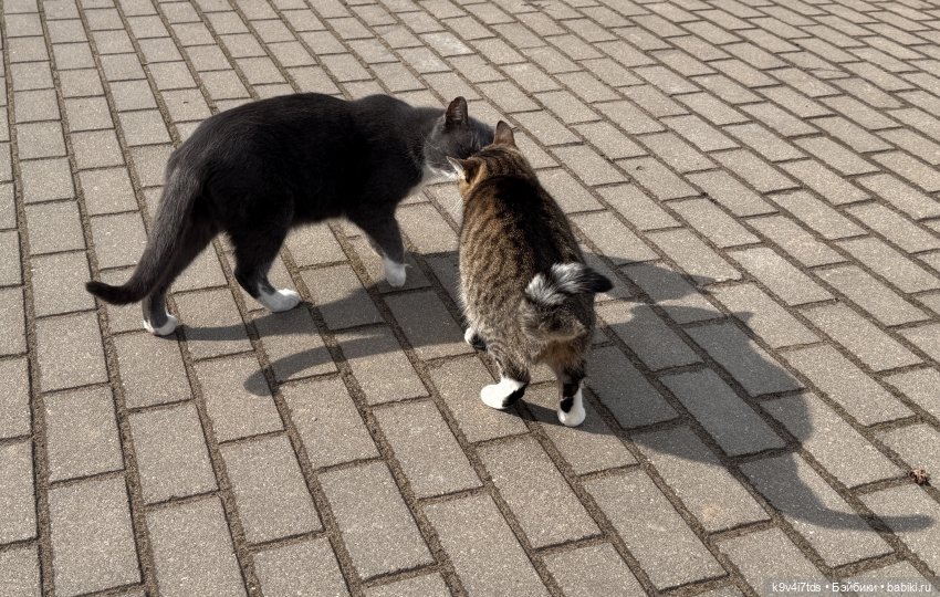 Путешествие Хироно и его друзей на Оршу