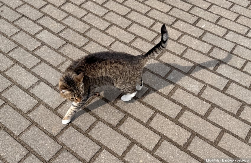 Путешествие Хироно и его друзей на Оршу