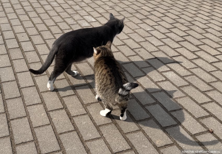 Путешествие Хироно и его друзей на Оршу