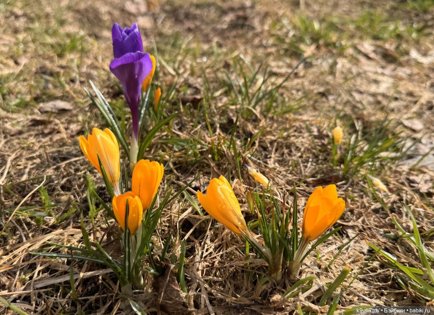 Путешествие Хироно и его друзей на Оршу