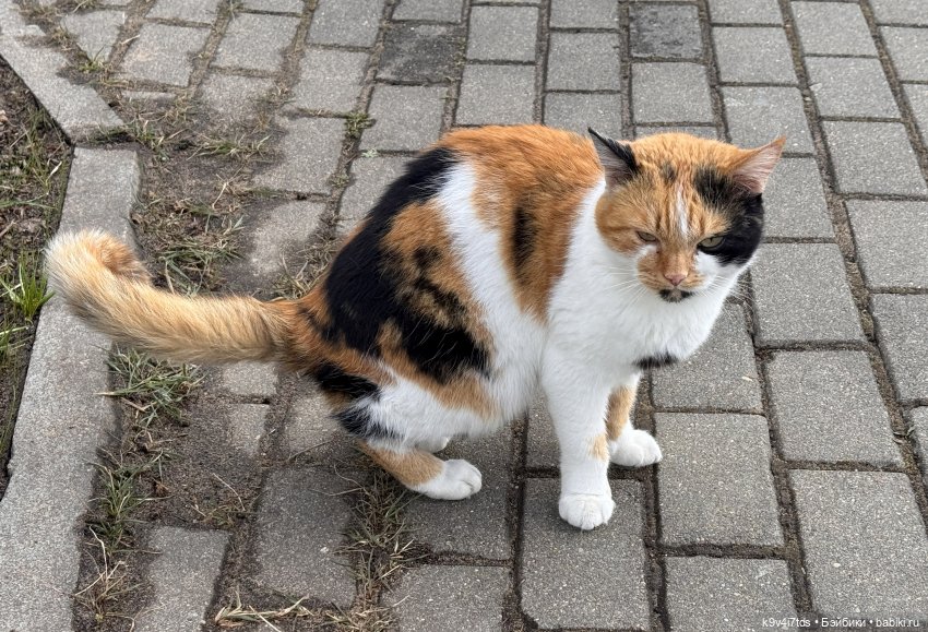 Путешествие Хироно и его друзей на Оршу