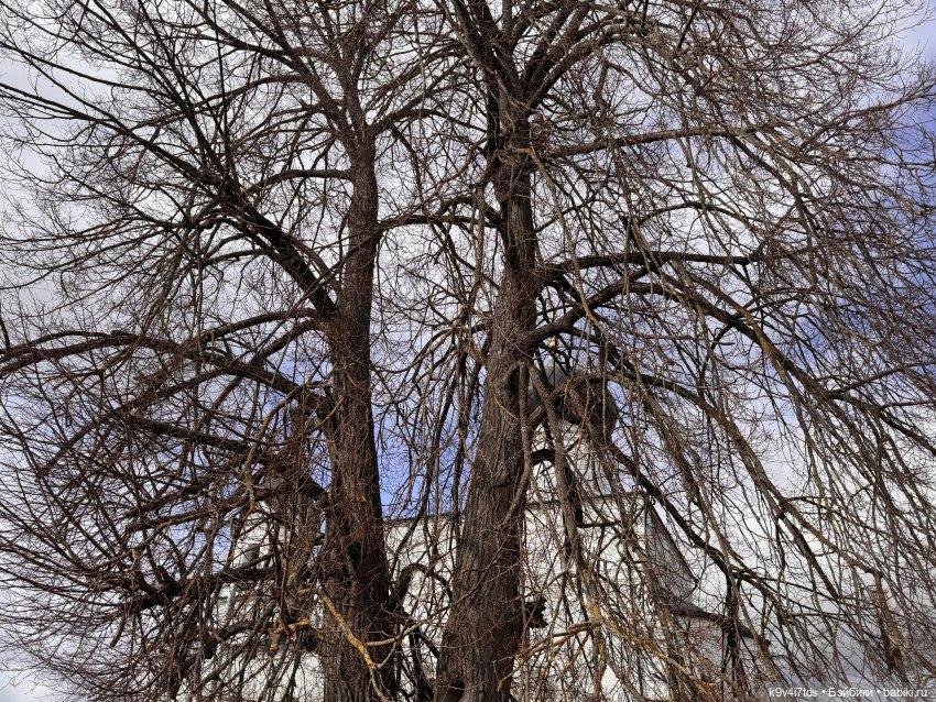 Путешествие Хироно и его друзей на Оршу