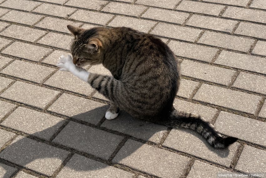 Путешествие Хироно и его друзей на Оршу