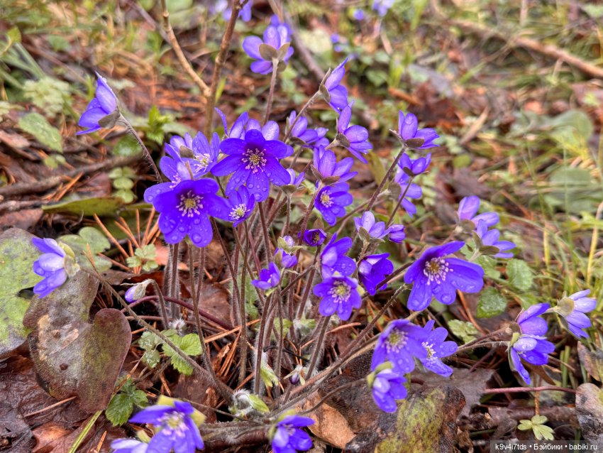 Лоло на природе — Авторские куклы BJD (БЖД) у нас дома: фото