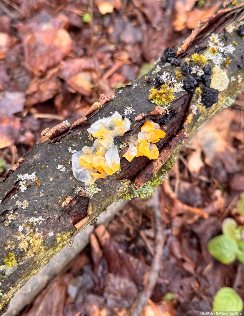 Лоло на природе — Авторские куклы BJD (БЖД) у нас дома: фото