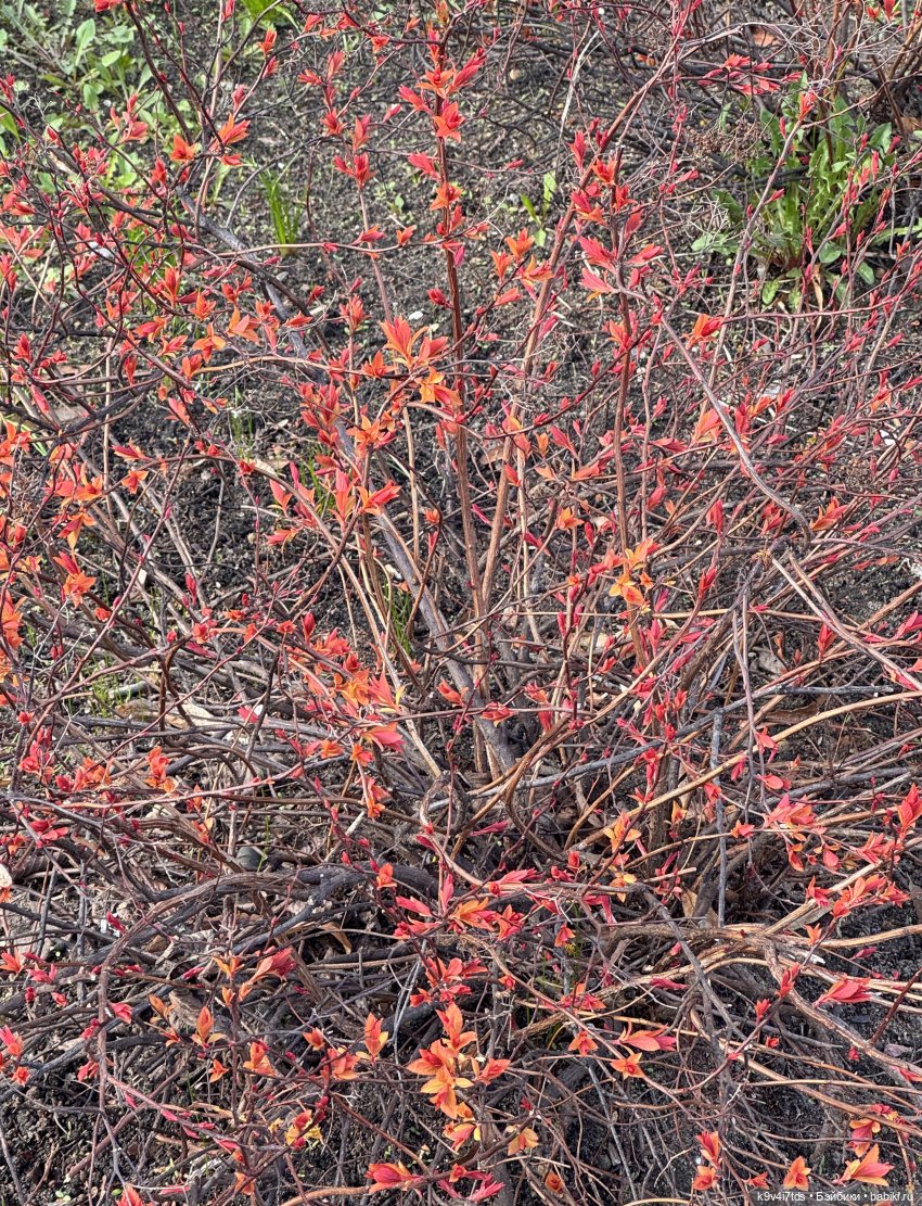 Прогулка Лоло и Мишки — Авторские куклы BJD (БЖД) у нас дома: фото