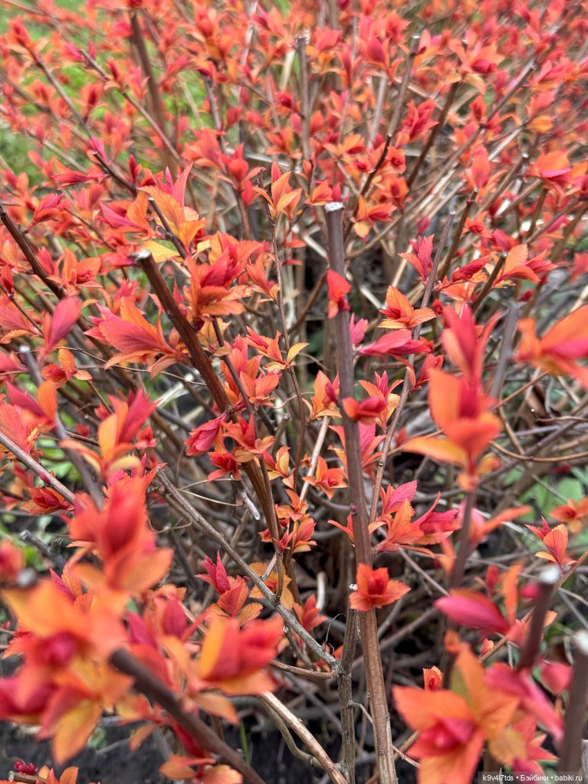 Прогулка Лоло и Мишки — Авторские куклы BJD (БЖД) у нас дома: фото