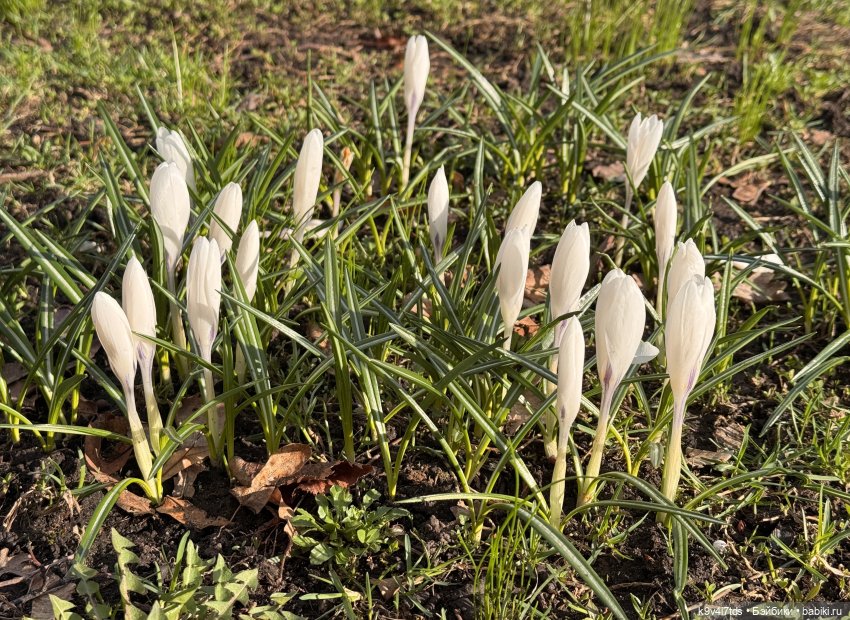 Прогулка Лоло и Мишки — Авторские куклы BJD (БЖД) у нас дома: фото