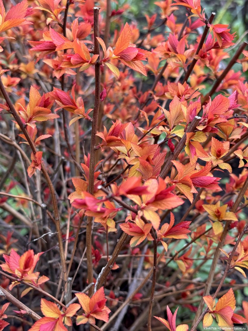 Прогулка Лоло и Мишки — Авторские куклы BJD (БЖД) у нас дома: фото