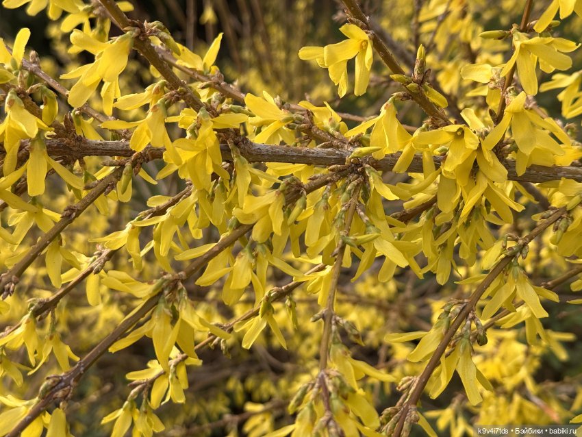 Прогулка Лоло и Мишки — Авторские куклы BJD (БЖД) у нас дома: фото