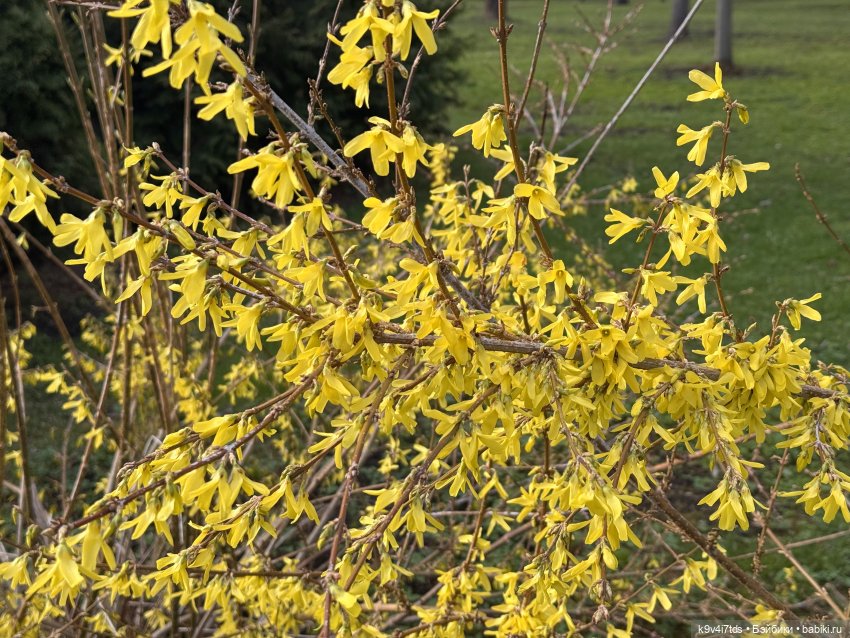 Прогулка Лоло и Мишки — Авторские куклы BJD (БЖД) у нас дома: фото