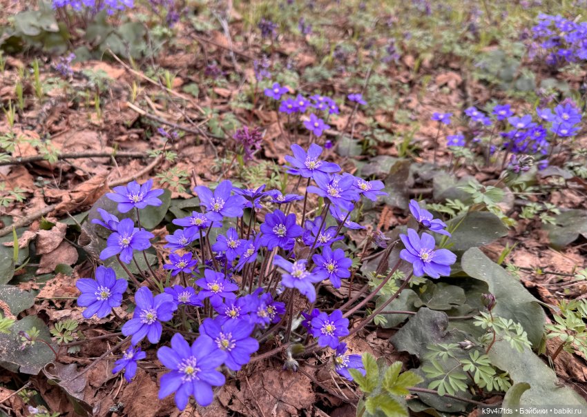 Время "синих подснежников"