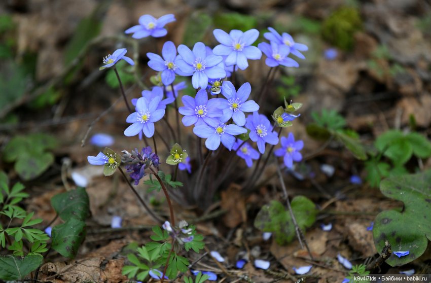 Время "синих подснежников" (фото 3)