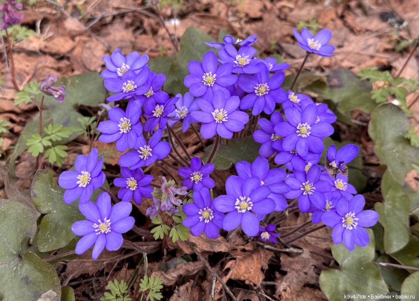 Время "синих подснежников"