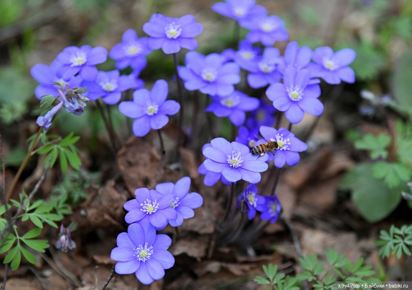 Время "синих подснежников"
