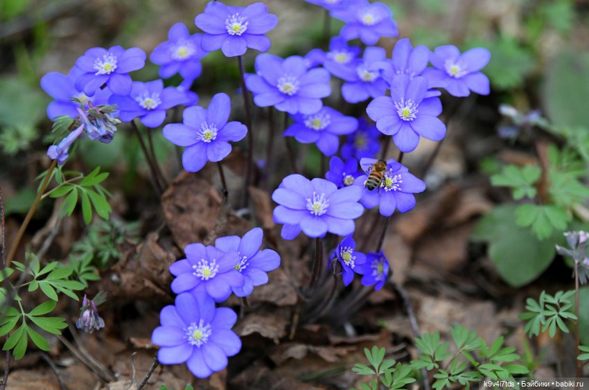 Время "синих подснежников" (фото 2)