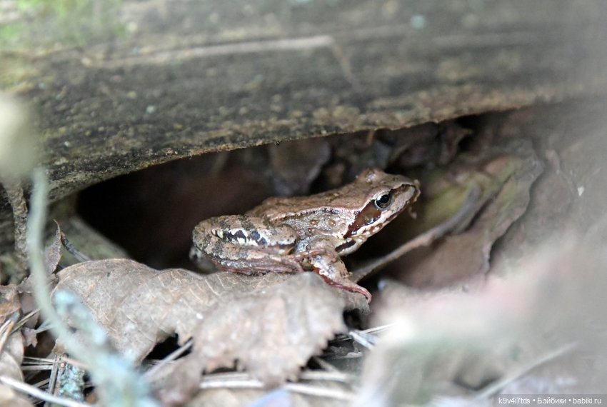 Время "синих подснежников"