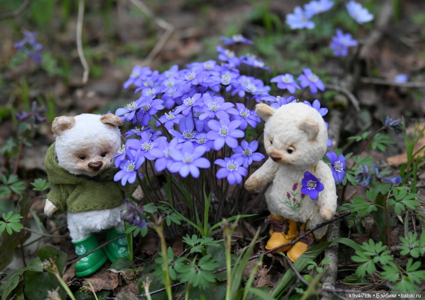 Время "синих подснежников" (фото 5)