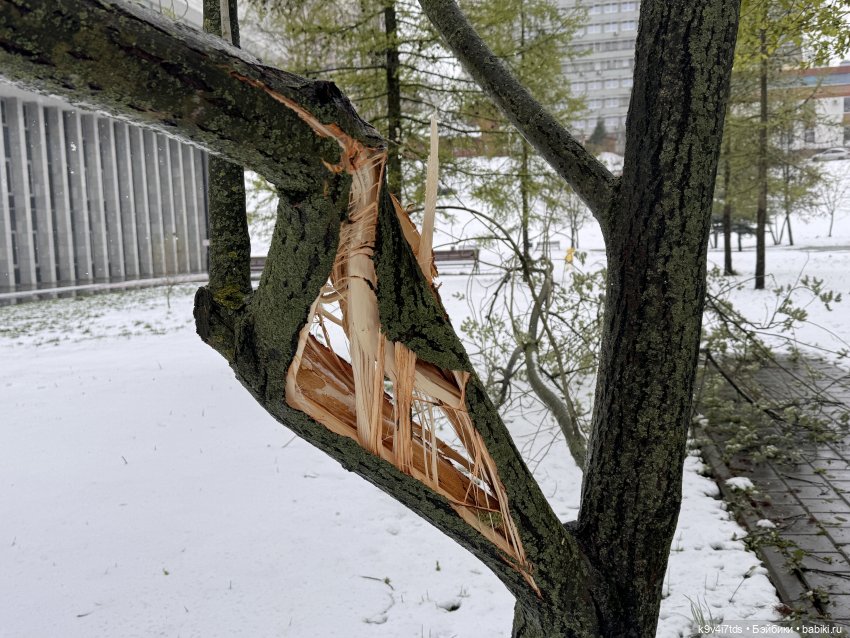 Мишки в Москве — Домашние фото авторских игрушек: Тедди