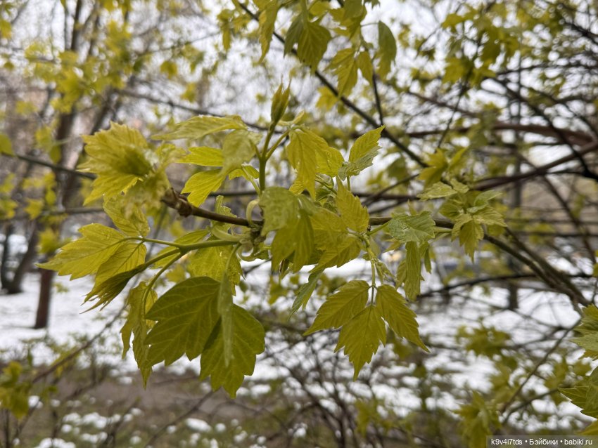 Мишки в Москве — Домашние фото авторских игрушек: Тедди
