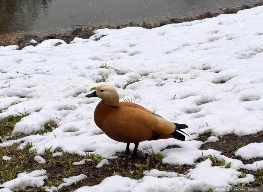 Мишки в Москве — Домашние фото авторских игрушек: Тедди