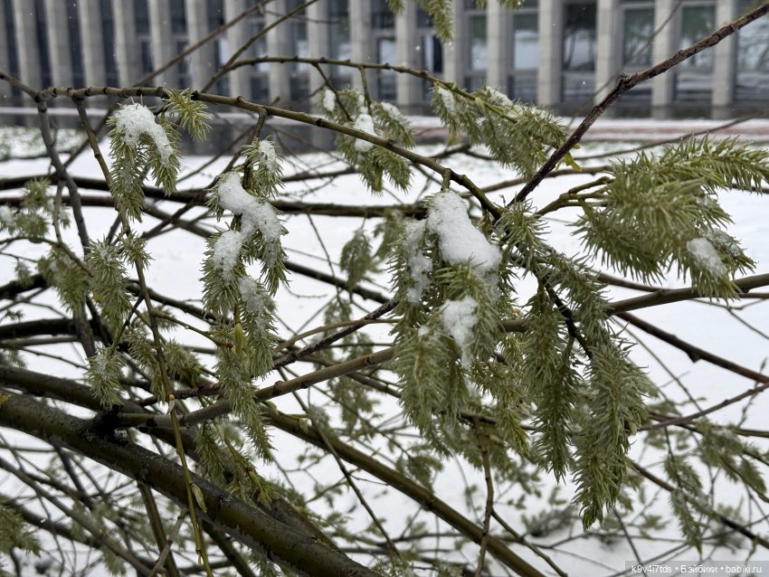Мишки в Москве — Домашние фото авторских игрушек: Тедди