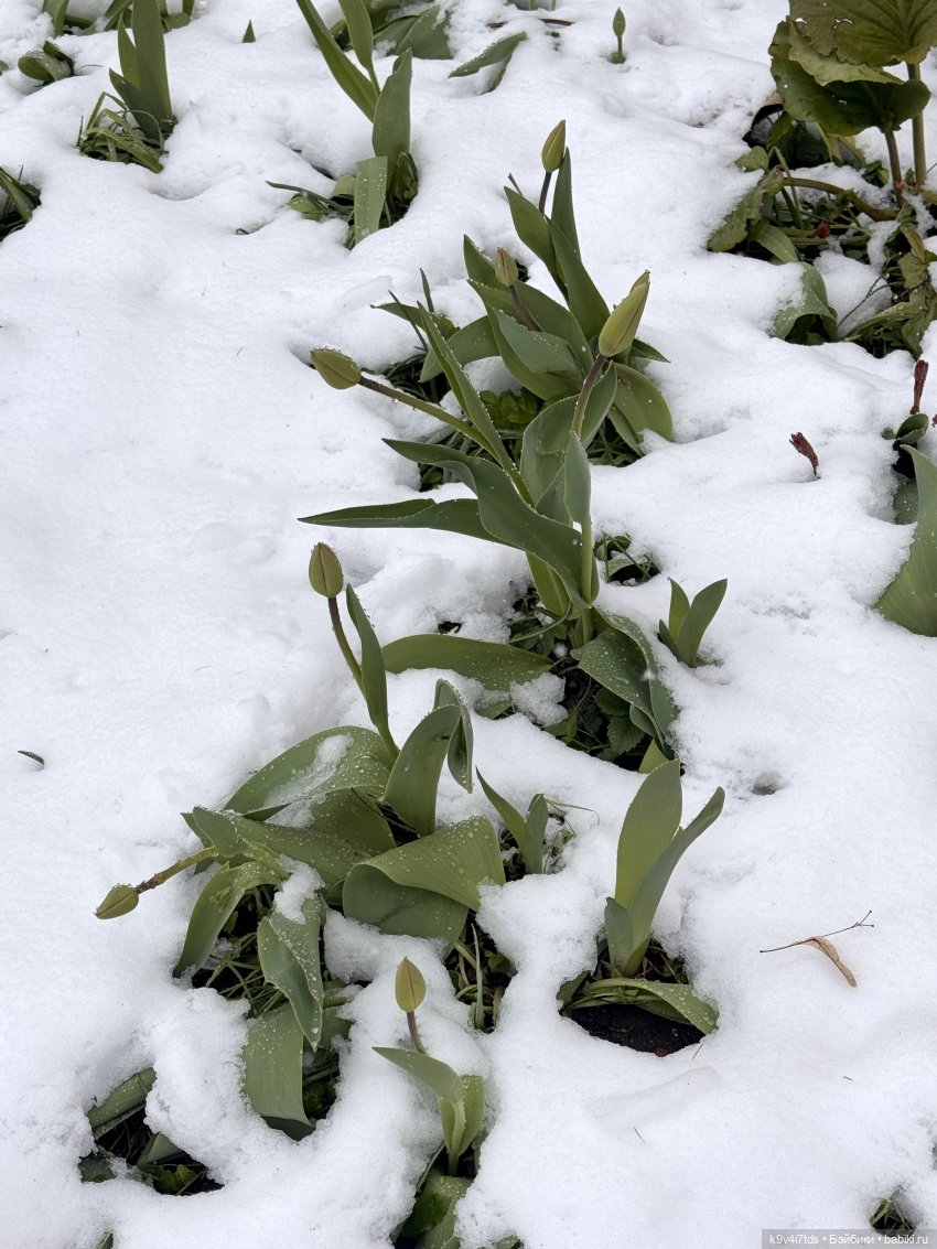 Мишки в Москве — Домашние фото авторских игрушек: Тедди