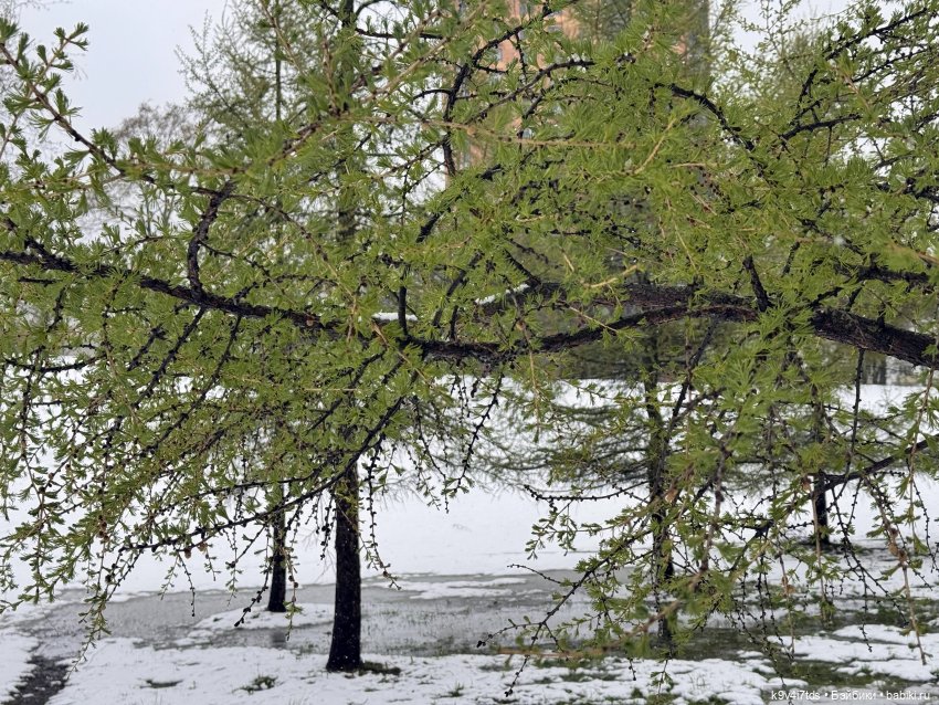 Мишки в Москве — Домашние фото авторских игрушек: Тедди