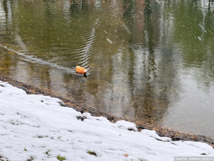 Мишки в Москве — Домашние фото авторских игрушек: Тедди