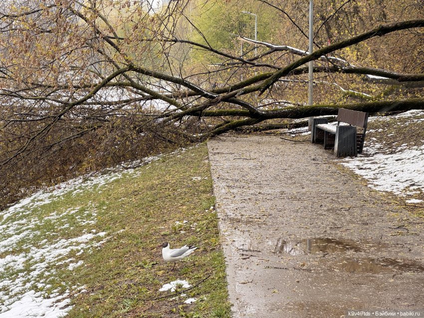 Мишки в Москве — Домашние фото авторских игрушек: Тедди
