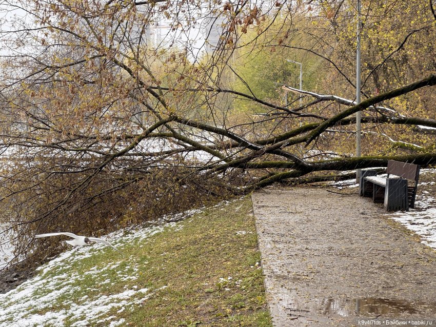 Мишки в Москве — Домашние фото авторских игрушек: Тедди