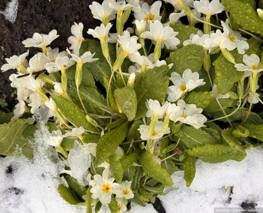 Мишки в Москве — Домашние фото авторских игрушек: Тедди