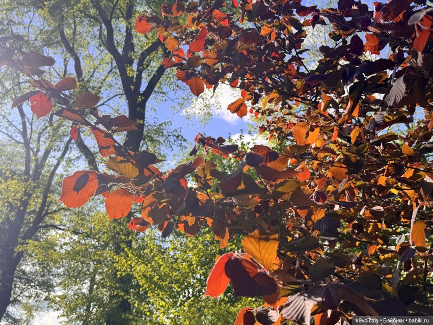 Лоло и цветущая Тверь, продолжение