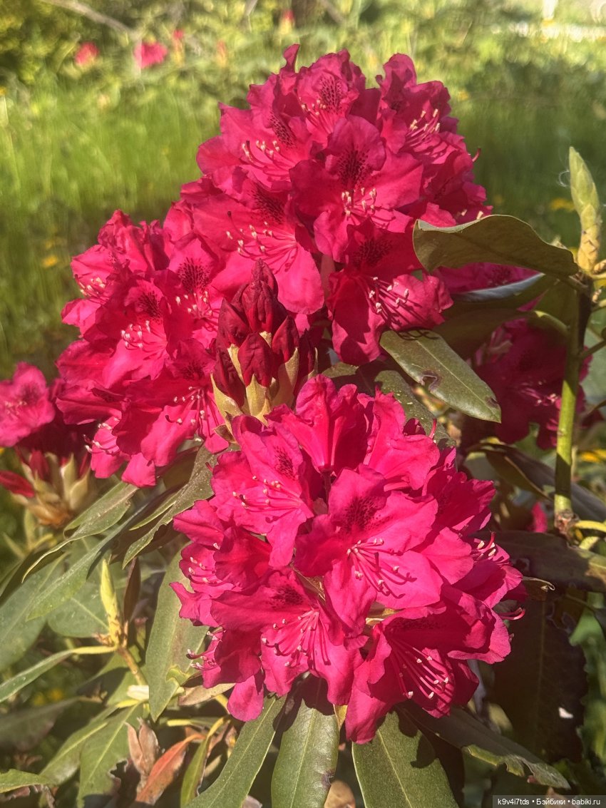 Роми и рододендроны — Куклы Heidi Plusczok (Хайди/Хейди Плюсчок) — фото