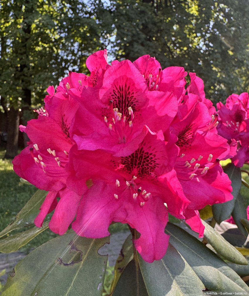 Роми и рододендроны — Куклы Heidi Plusczok (Хайди/Хейди Плюсчок) — фото