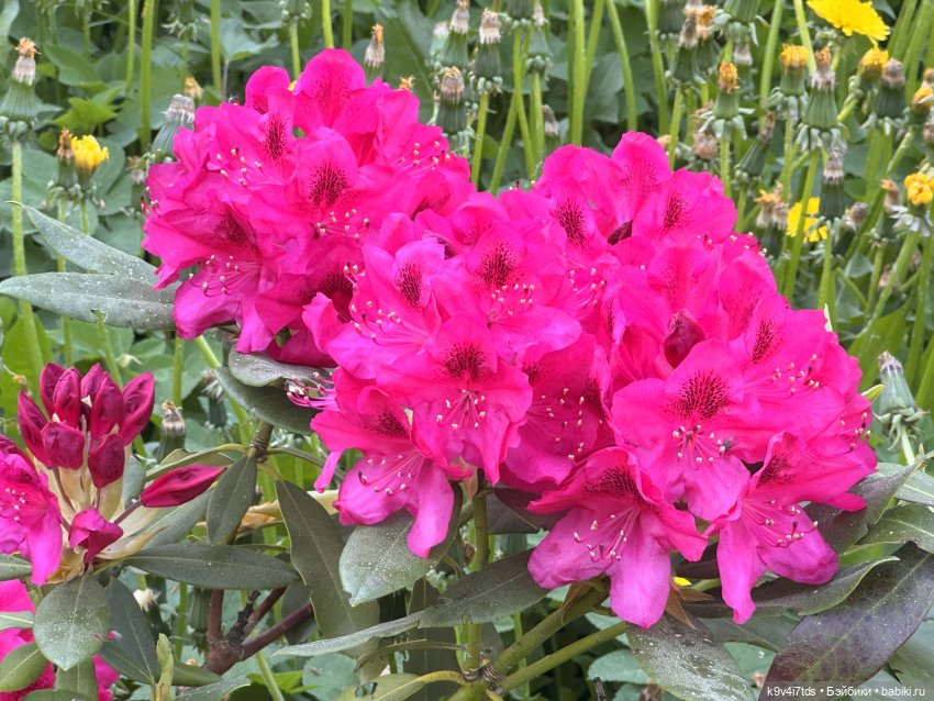 Роми и рододендроны — Куклы Heidi Plusczok (Хайди/Хейди Плюсчок) — фото