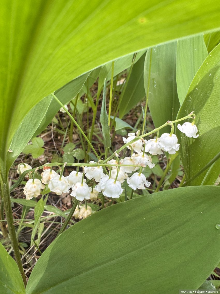 Пока цветут ландыши — Куклы Sylvia Natterer (Сильвия Наттерер): Gotz (фото 5)