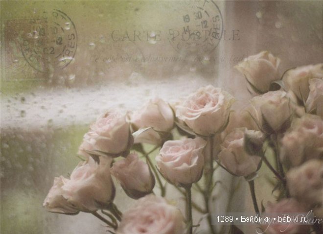 фотографии Клер Брокато (Claire Brocato)