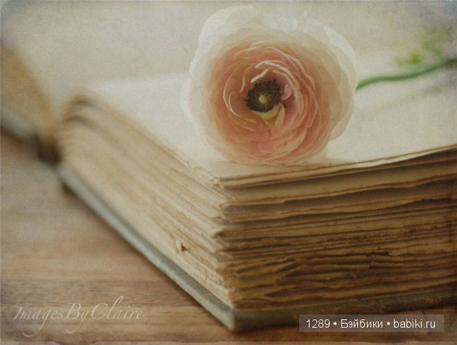 фотографии Клер Брокато (Claire Brocato)