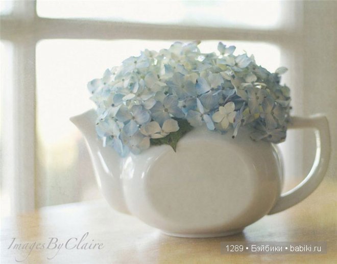 фотографии Клер Брокато (Claire Brocato)