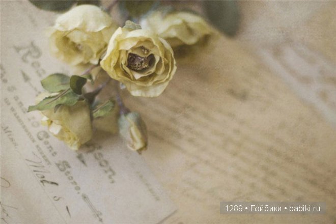 фотографии Клер Брокато (Claire Brocato)