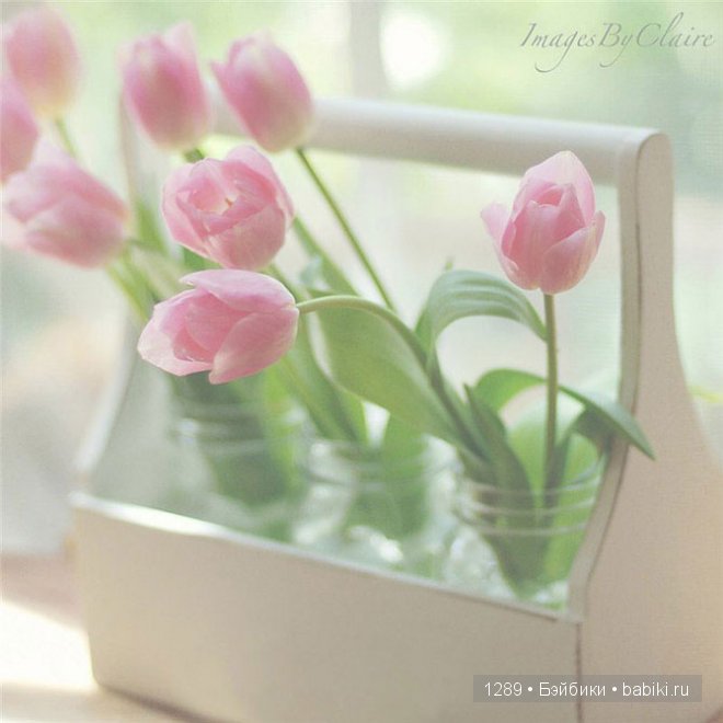 фотографии Клер Брокато (Claire Brocato)