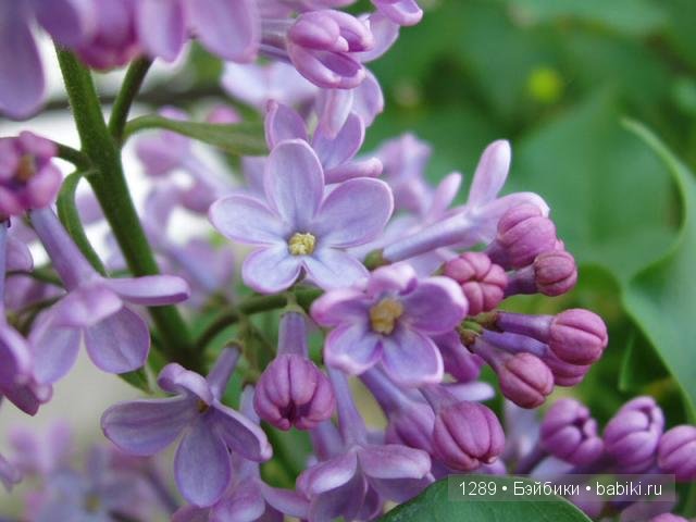 Расцветает весна... Новый образ для куклы Paola Reina | Бэйбики Расцветает весна... Новый образ для куклы Paola Reina (фото 4)