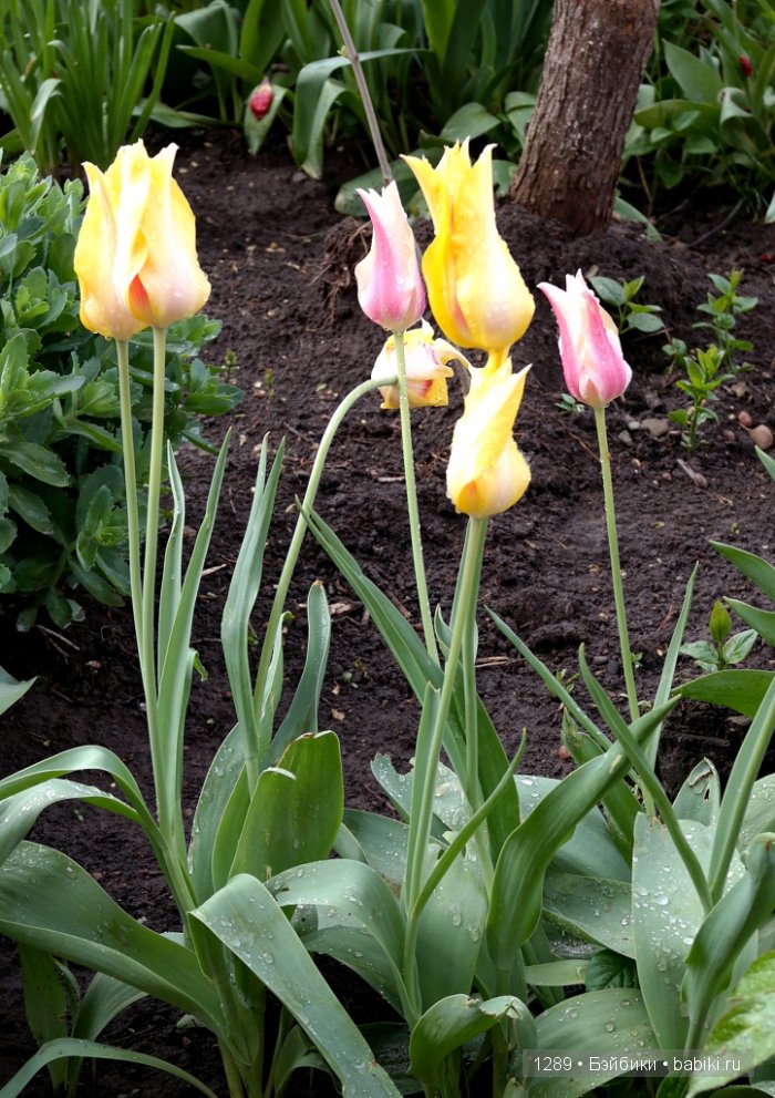 Утро после дождя. Одежда для кукол Minouche от Sylvia Natterer для Petitcollin (фото 3)