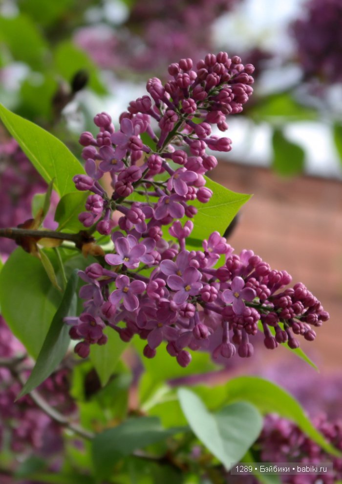 Утро после дождя. Одежда для кукол Minouche от Sylvia Natterer для Petitcollin (фото 7)