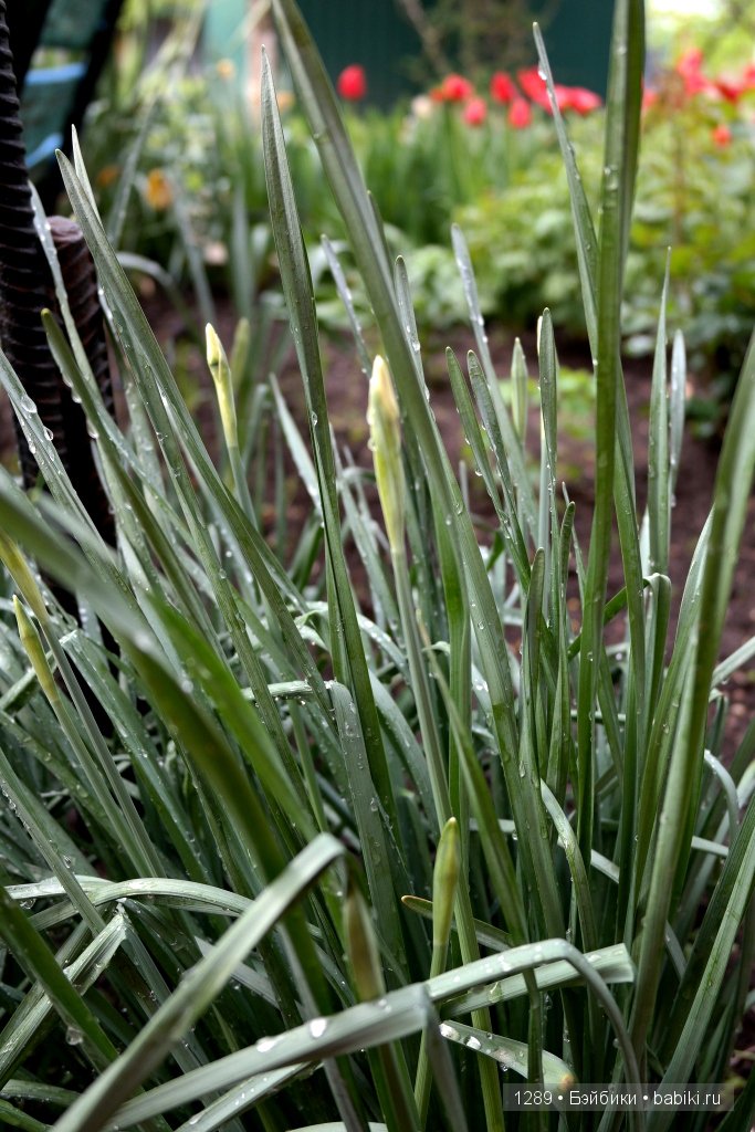 Утро после дождя. Одежда для кукол Minouche от Sylvia Natterer для Petitcollin